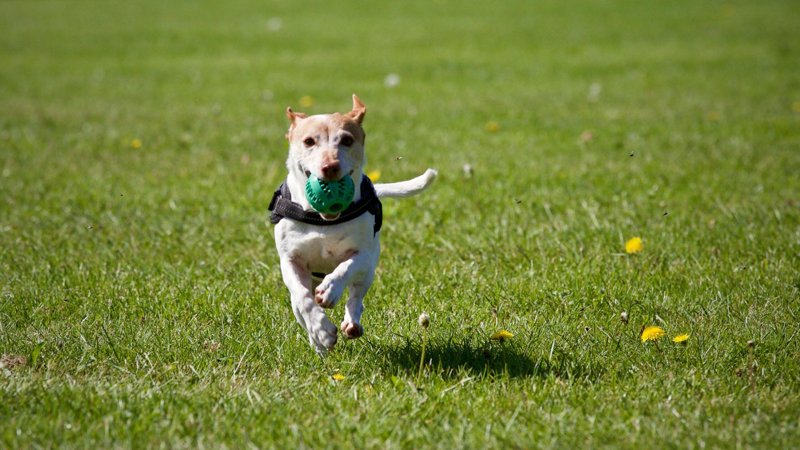 A small dog runs on grass with a green ball in its mouth on a sunny day.